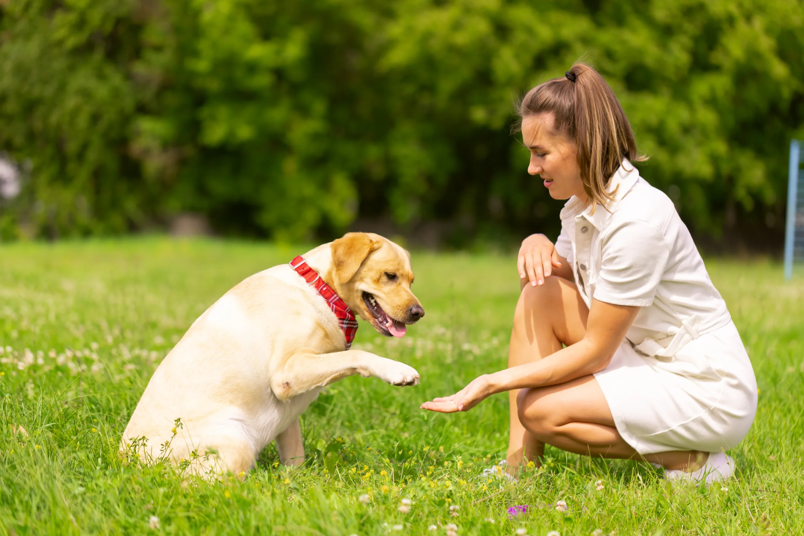 Advanced Obedience Programs Phoenix AZ: Expert Dog Training